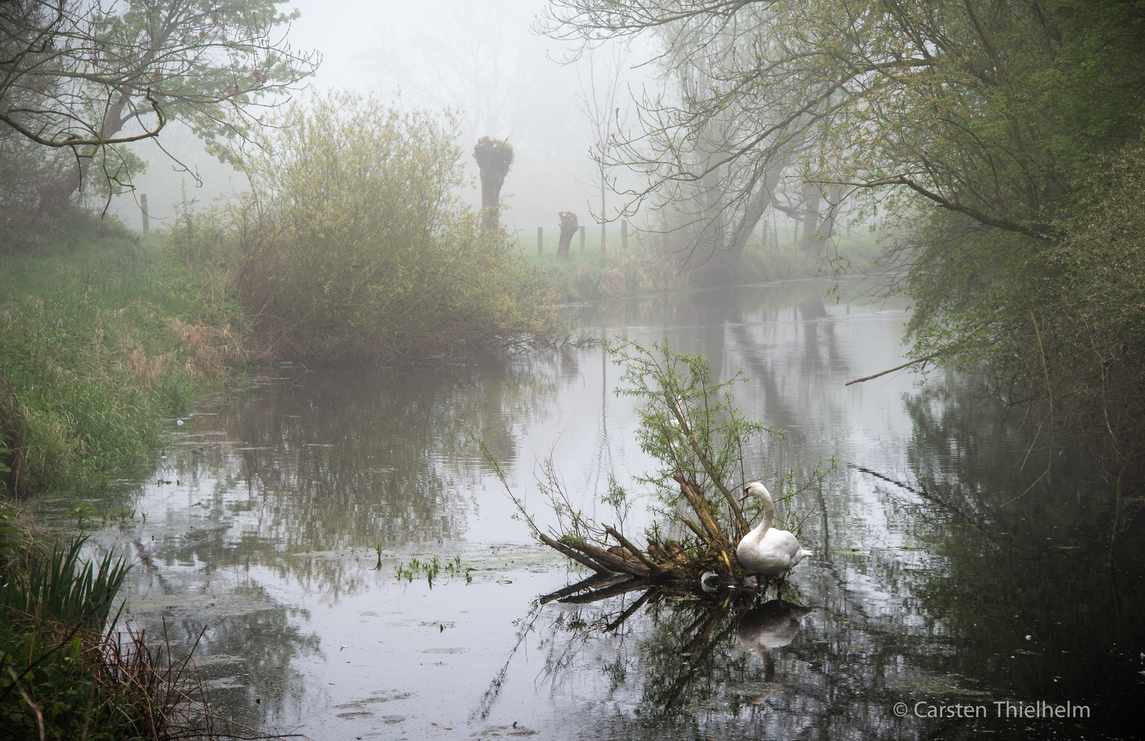 Schwan im Morgennebel