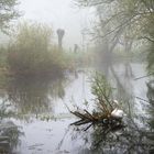 Schwan im Morgennebel