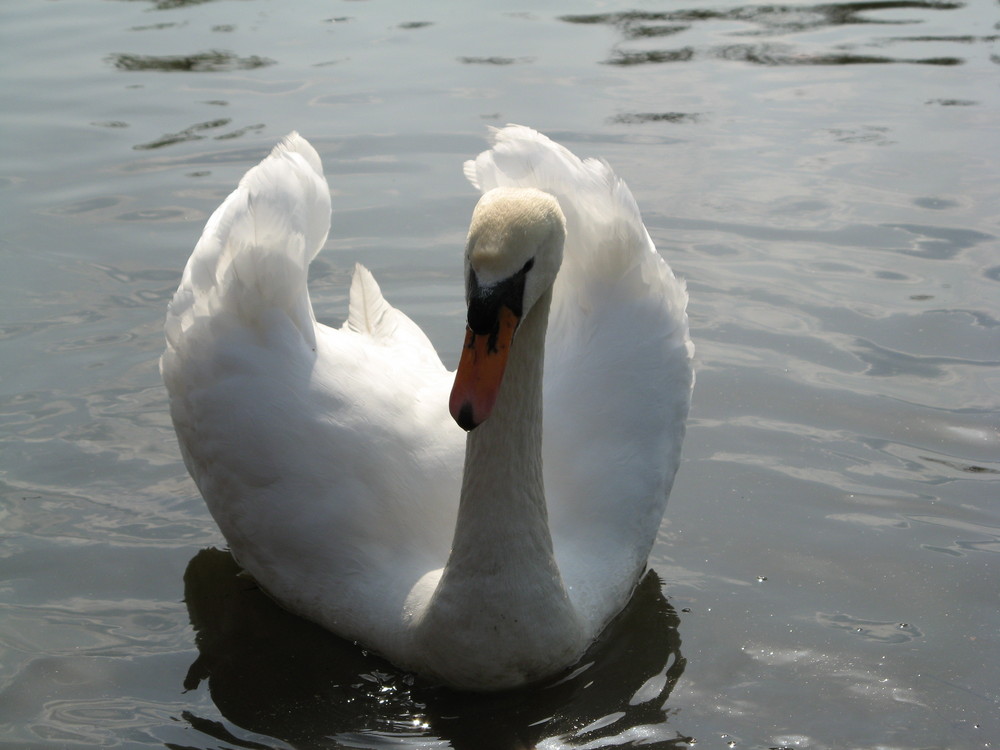 Schwan im Nachmittagslicht