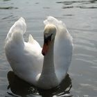 Schwan im Nachmittagslicht