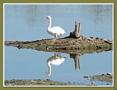 Schwan im Naturschutzgebiet"Northeimer Seenplatte".