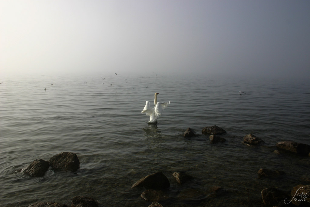 Schwan im Nebel