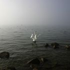 Schwan im Nebel