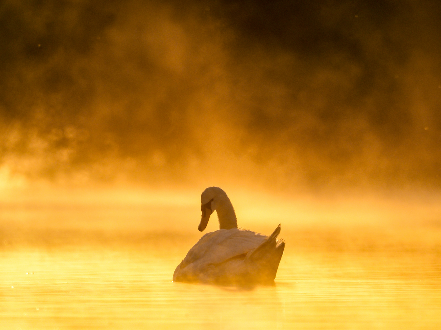 Schwan im Nebel