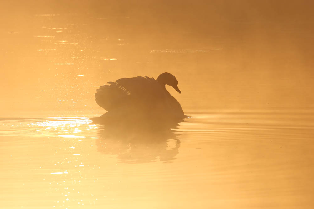 Schwan im Nebel