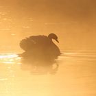 Schwan im Nebel