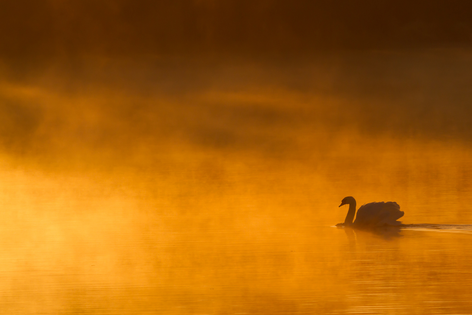 Schwan im Nebel