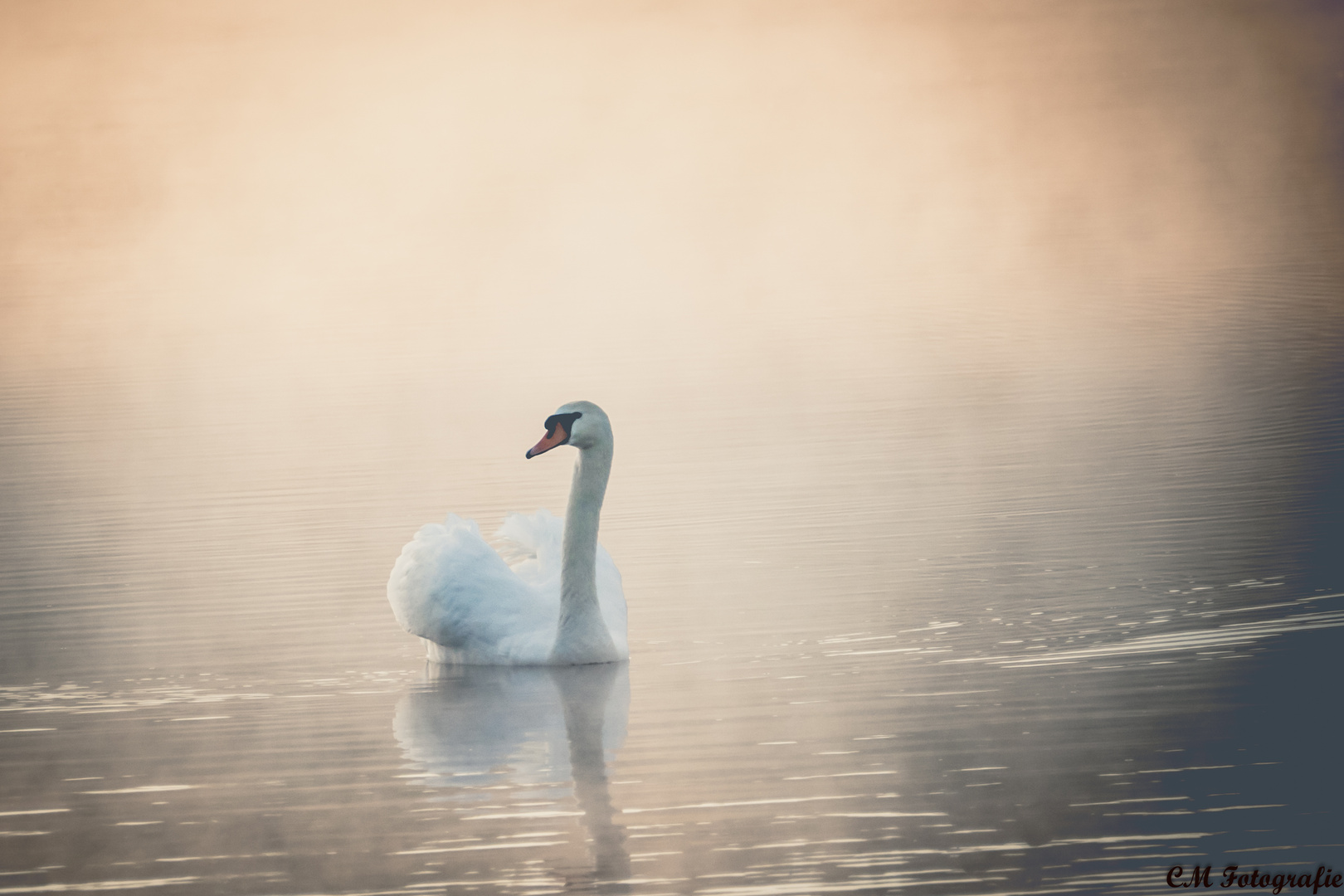 Schwan im Nebel am frühen Morgen..