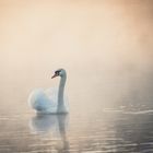 Schwan im Nebel am frühen Morgen..