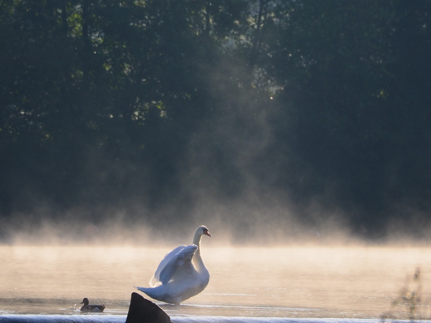 Schwan im Nebel