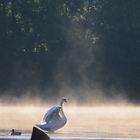 Schwan im Nebel