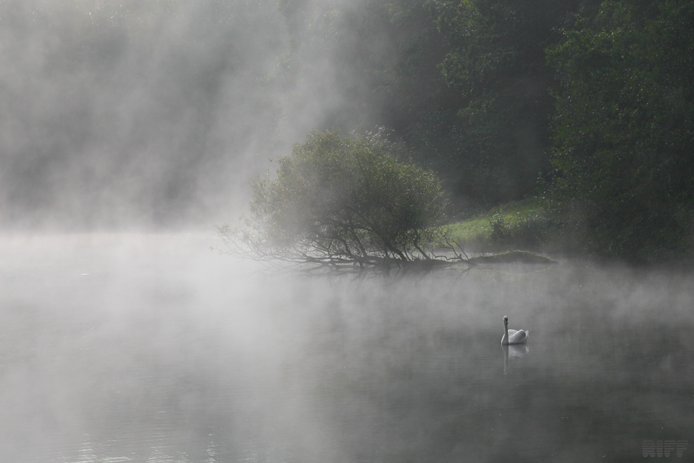 Schwan im Nebel