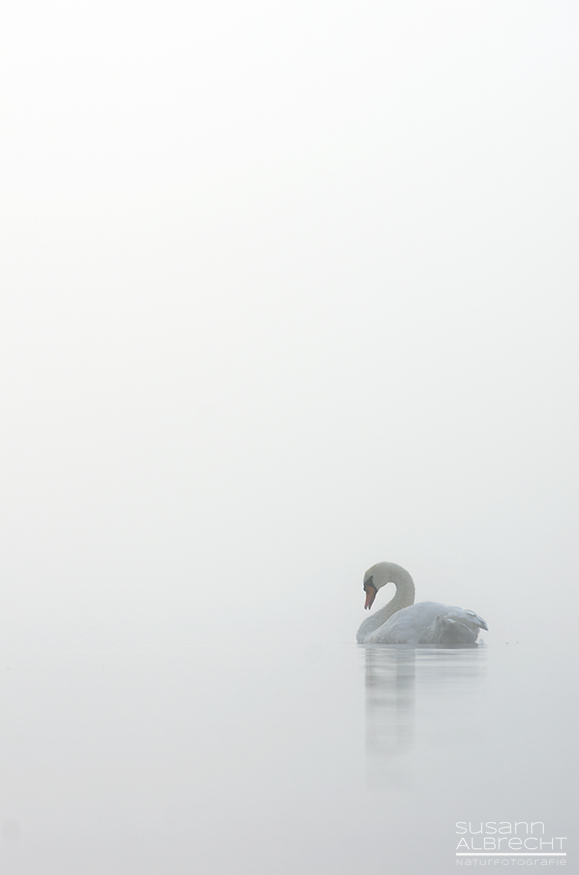 Schwan im Nebel