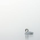 Schwan im Nebel