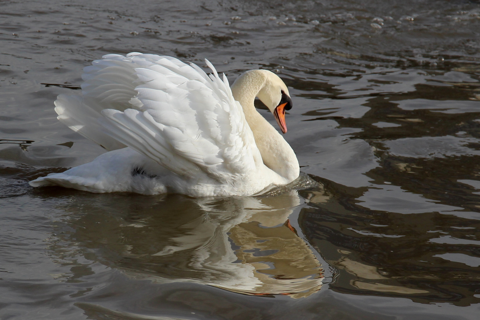 Schwan im Neckar