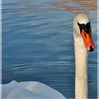 Schwan im Neffelbach Naturschutzsee Zülpich