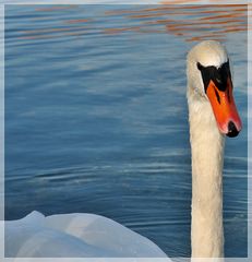 Schwan im Neffelbach Naturschutzsee Zülpich