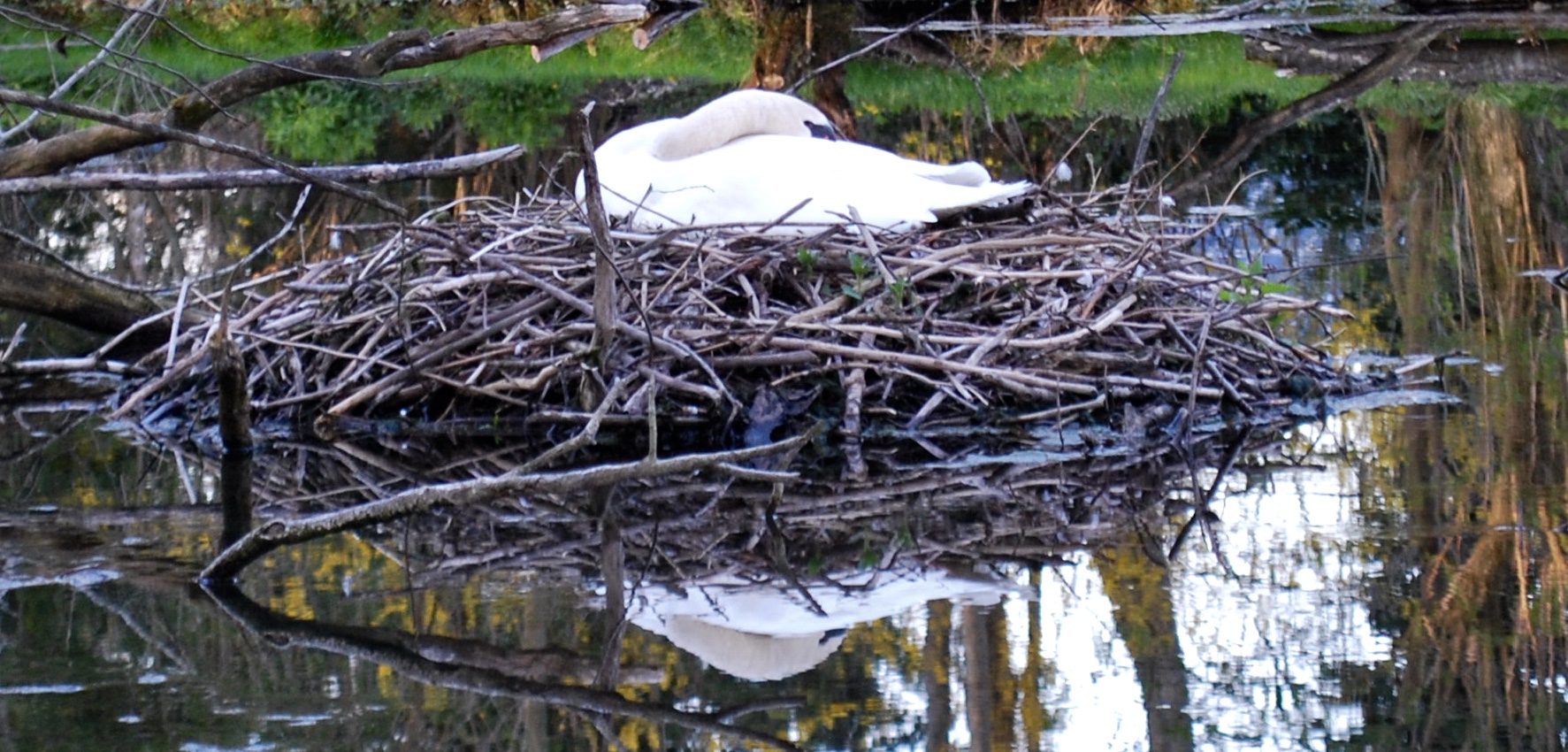 Schwan im Nest