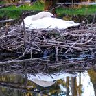 Schwan im Nest