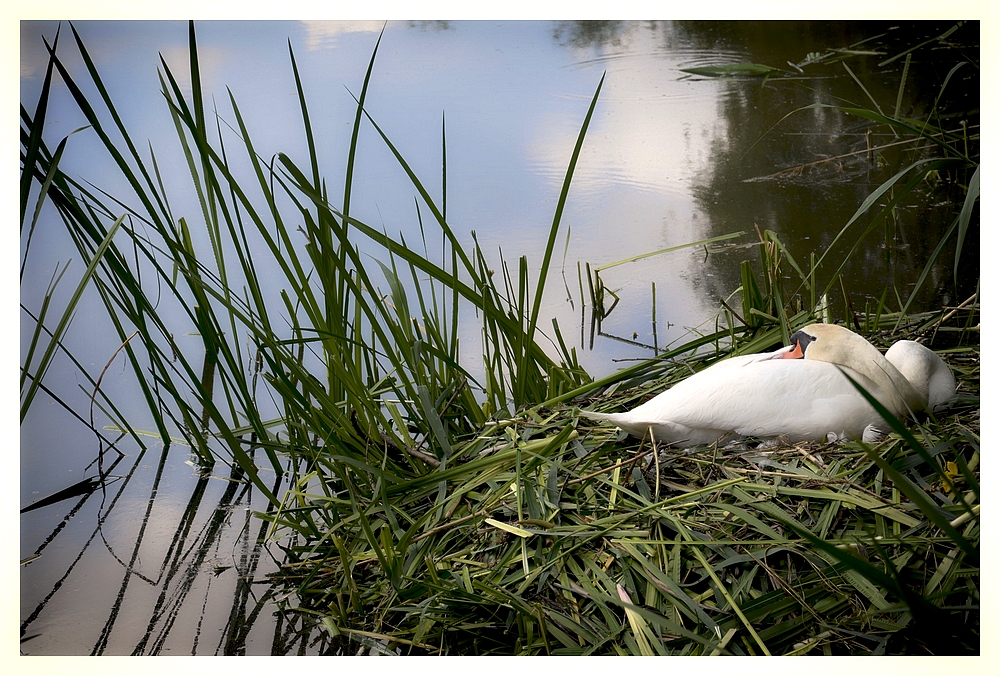 Schwan im Nest, 2