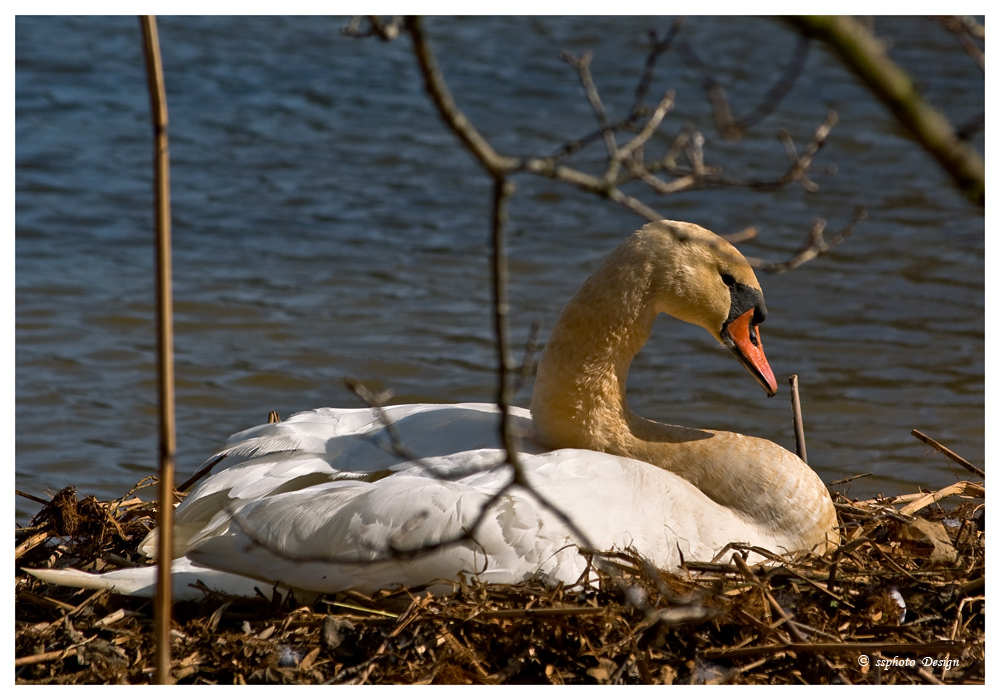 Schwan im Nest 2