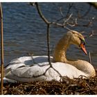 Schwan im Nest 2