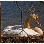 Schwan im Nest 2