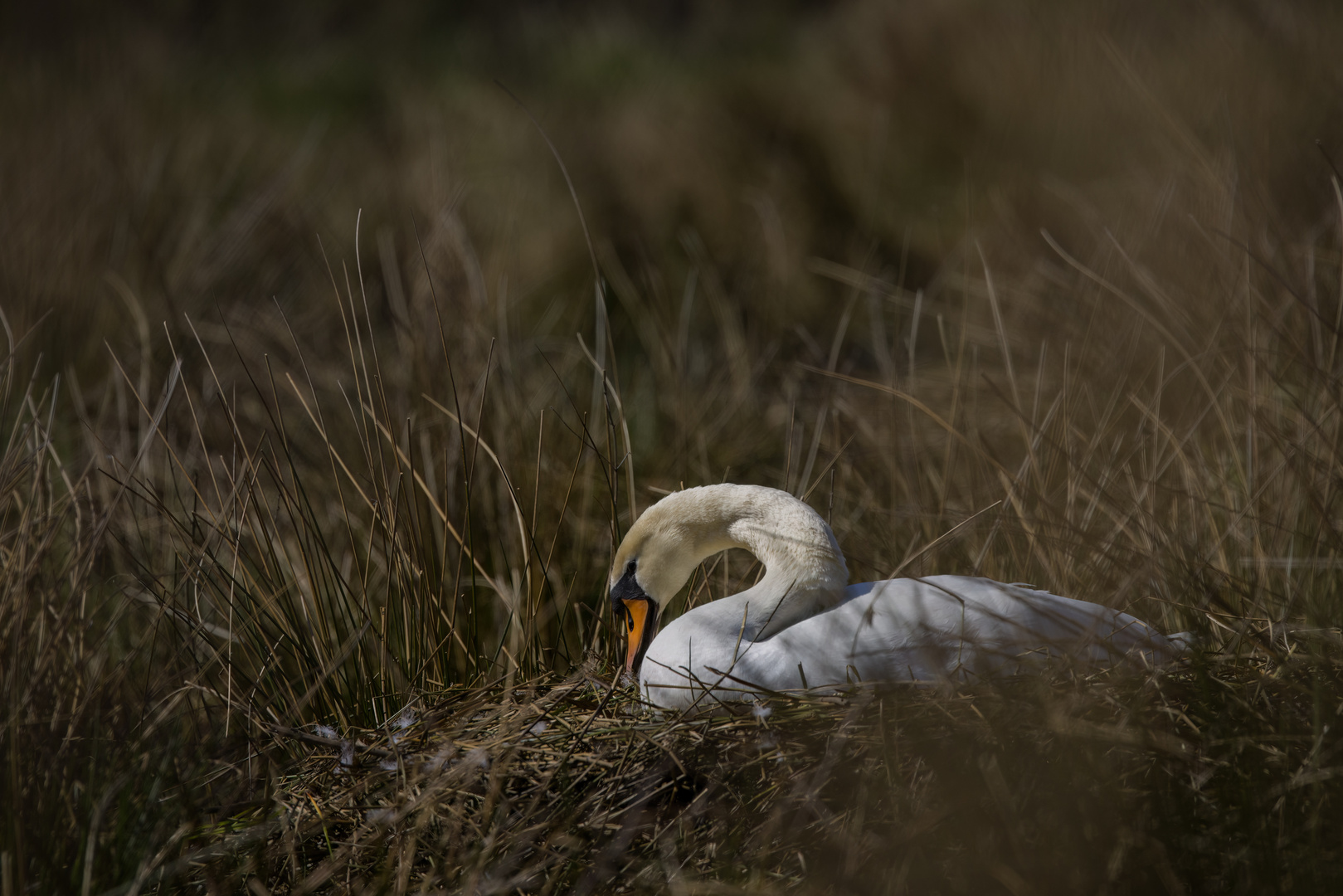 Schwan im Nest