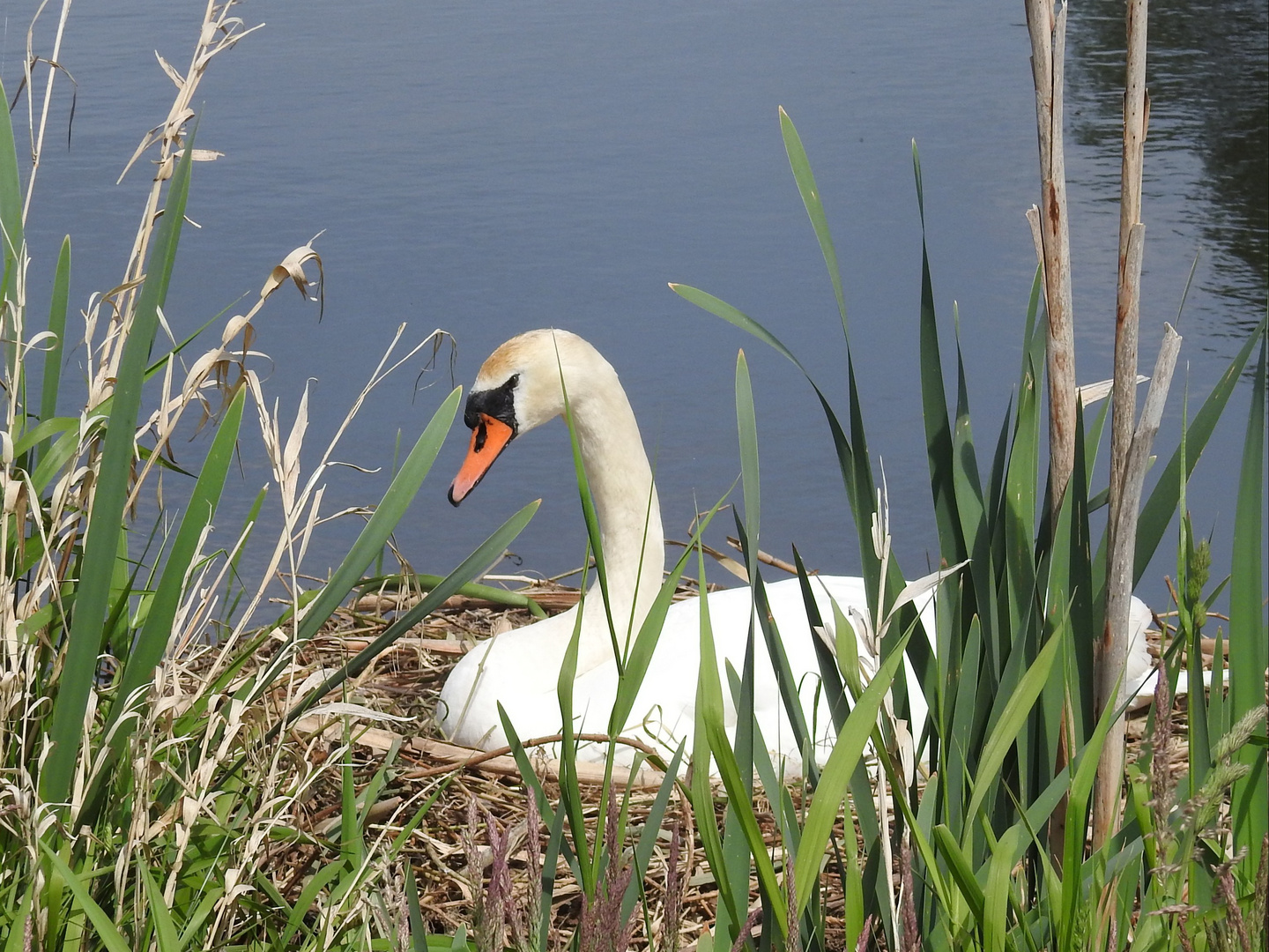 Schwan  im Nest