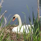 Schwan  im Nest