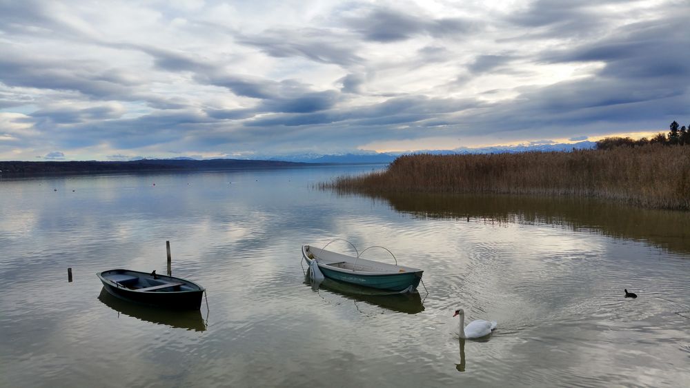 Schwan im November