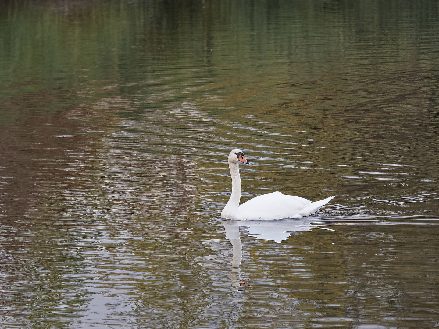 Schwan im NSG 'Am Tibaum' vom 17.10.18 Spätnachmittags, das Licht war schon fast dämmerig