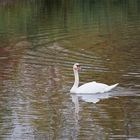 Schwan im NSG 'Am Tibaum' vom 17.10.18 Spätnachmittags, das Licht war schon fast dämmerig