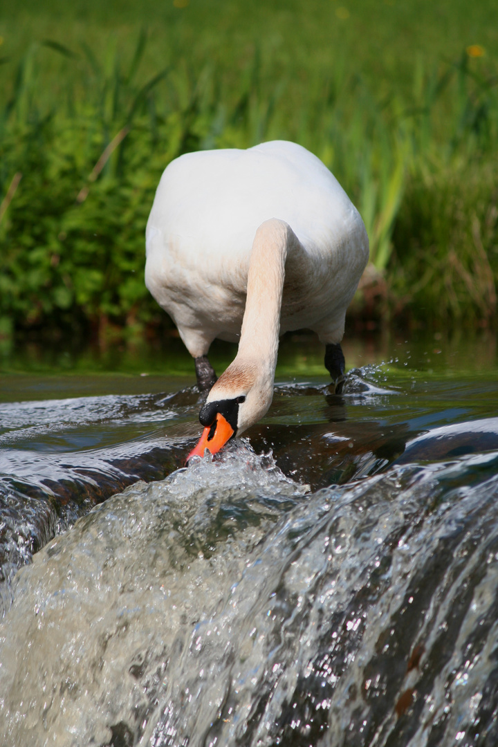 Schwan im Park