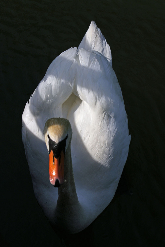 Schwan im Park