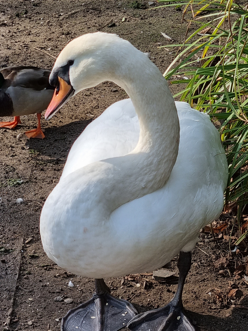 Schwan im Park Friedrichshain