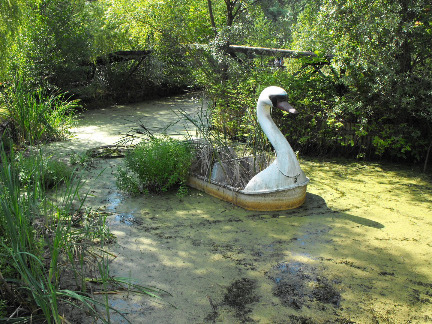 Schwan im Plänterpark