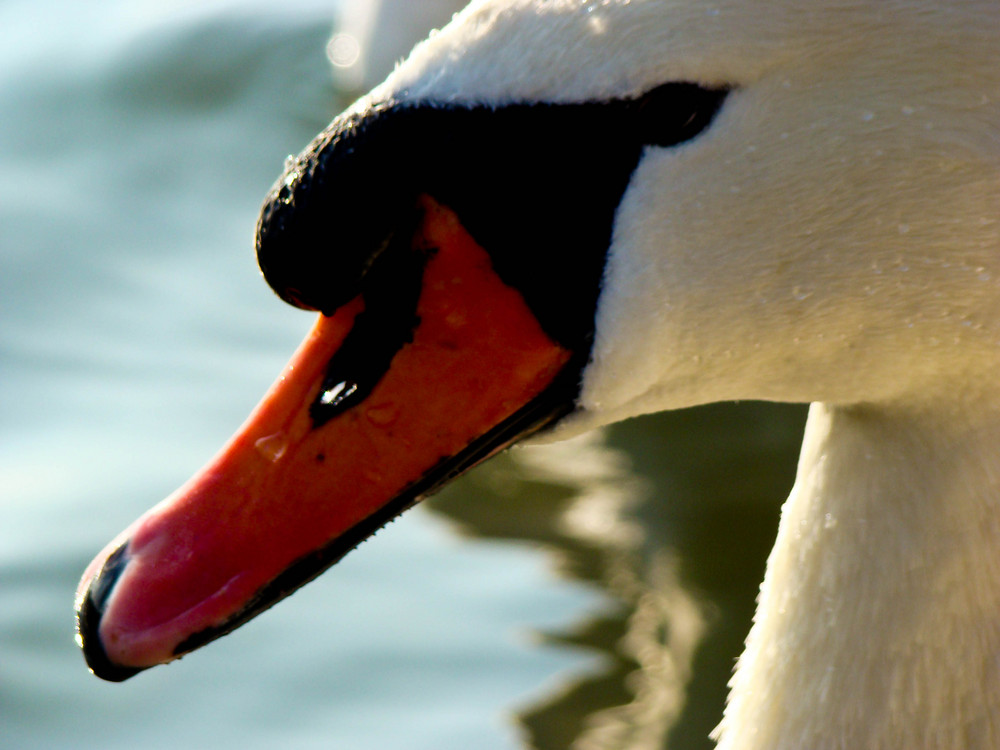 Schwan im Portrait