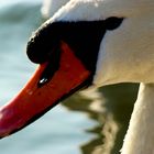 Schwan im Portrait