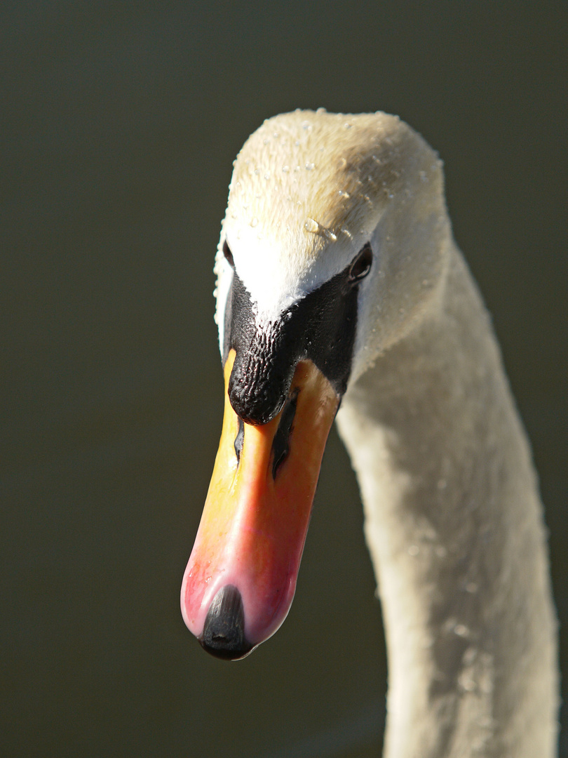 Schwan im Portrait