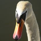 Schwan im Portrait