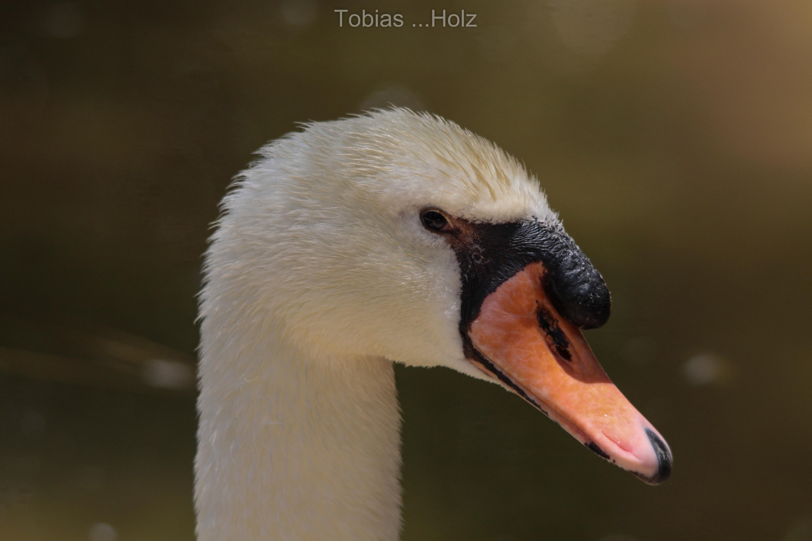 Schwan im Portrait