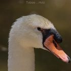 Schwan im Portrait