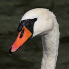 Schwan im Portrait