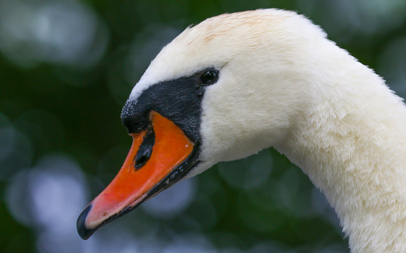 Schwan im Portrait