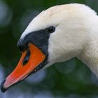 Schwan im Portrait