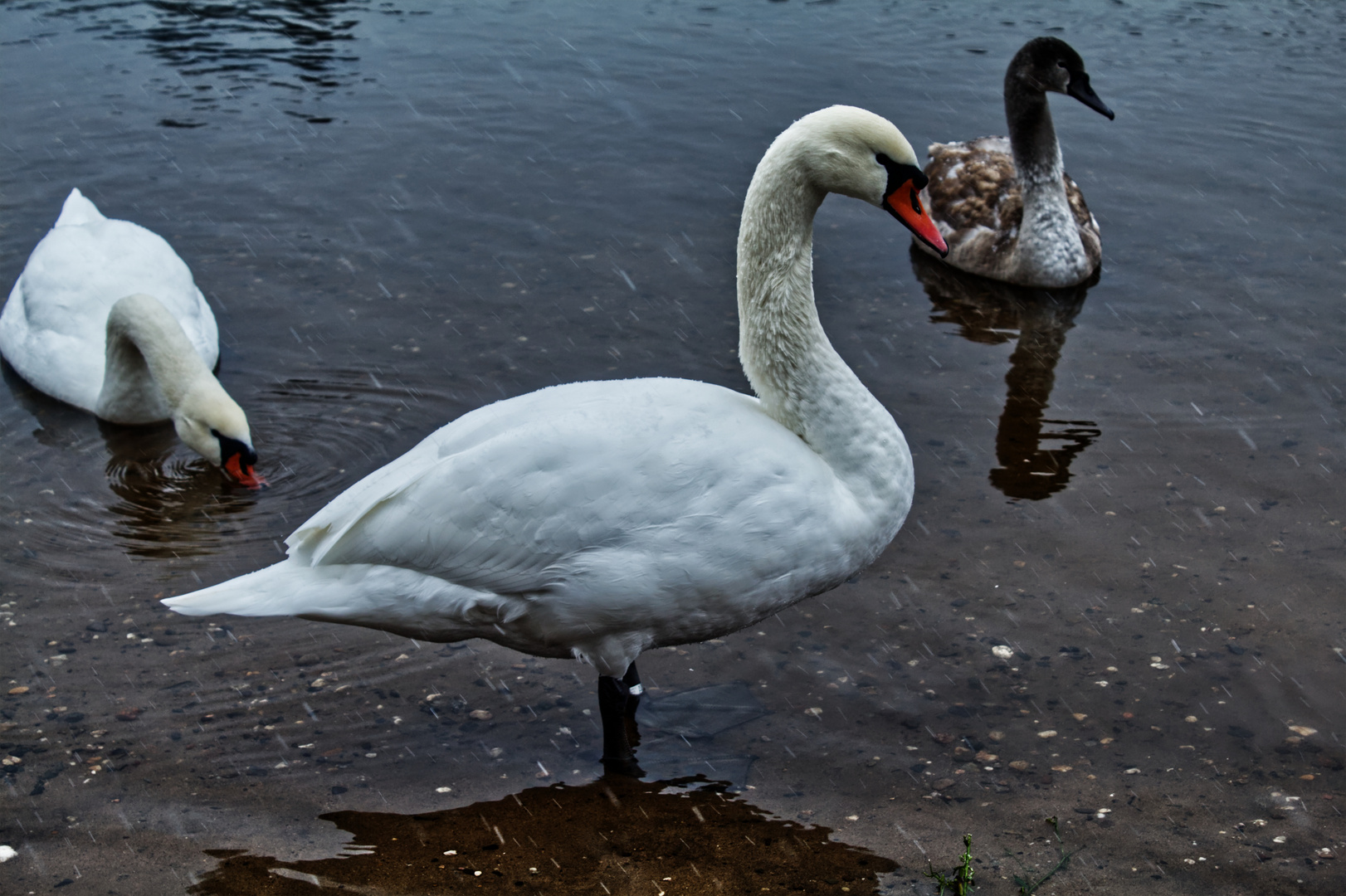 Schwan im Profil