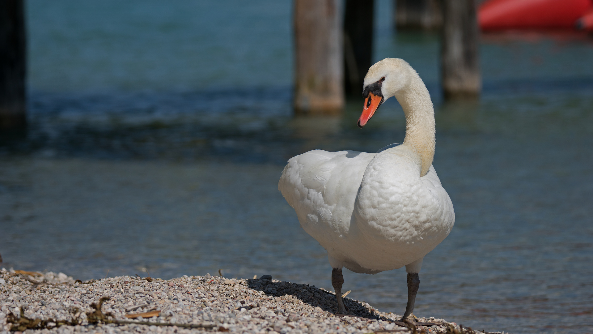 Schwan im Profil