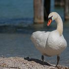 Schwan im Profil