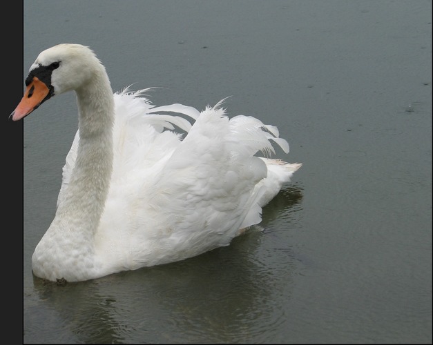 Schwan im Regen